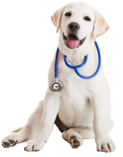pupstethescope
