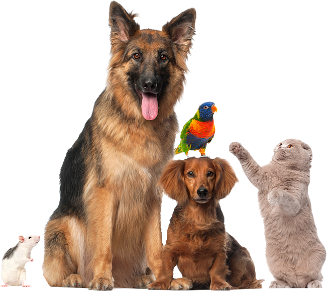 pet-care